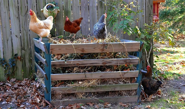 backyard chicken composting